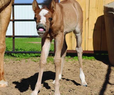mare & foal WEB
