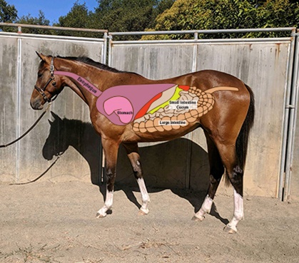 Seamus7274.jpeg - GI Horse_