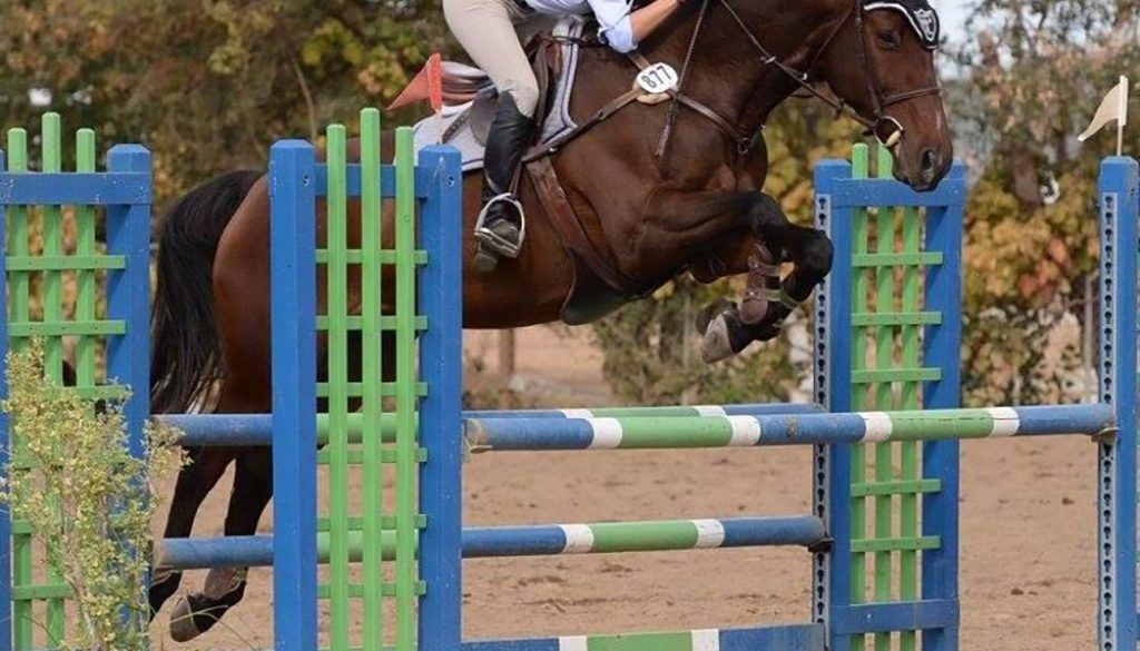 Barbee, Andrea FOR WEB