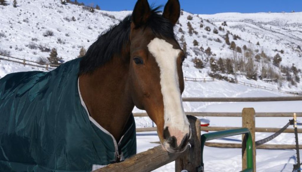 Horse cold weather-min.png