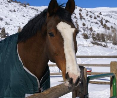Horse cold weather-min.png