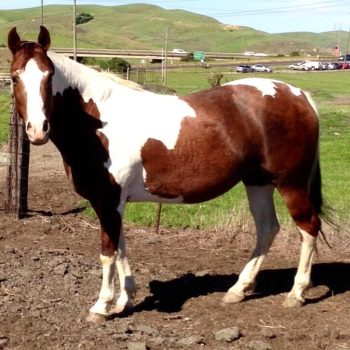 My Horses Are So Healthy