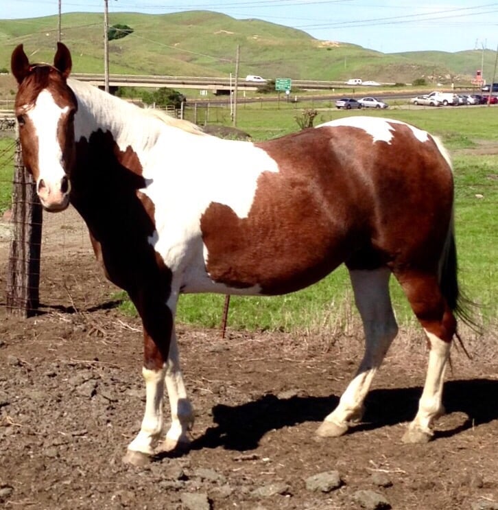 My Horses Are So Healthy